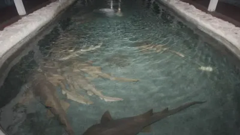 10) Key West Aquarium(3)