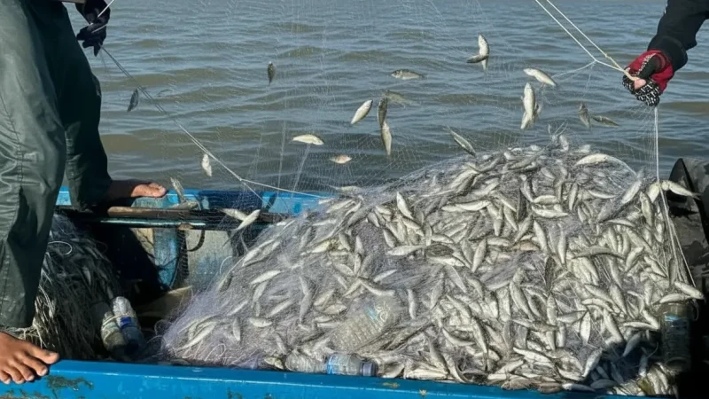 10 Local Fish Markets – Fresh catch displays(5)