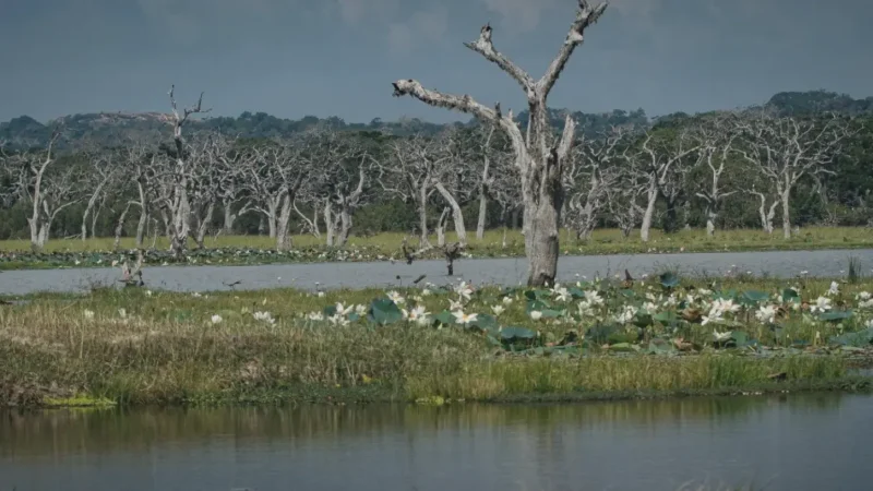 10) Paya Indah Discovery Wetlands(4)