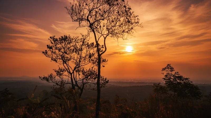 10 Sunrise Forest Views – Morning atmosphere(4)
