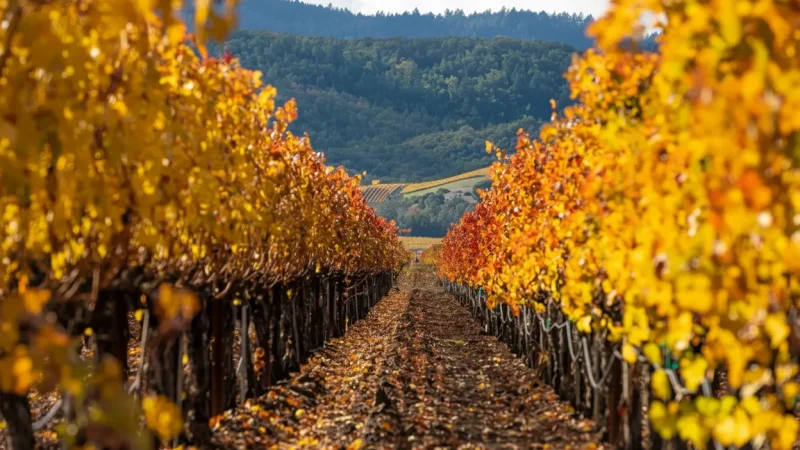 10) Vineyard Trails(2)