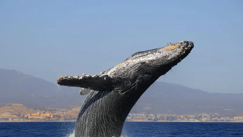 10) Whale Watching Areas(1)