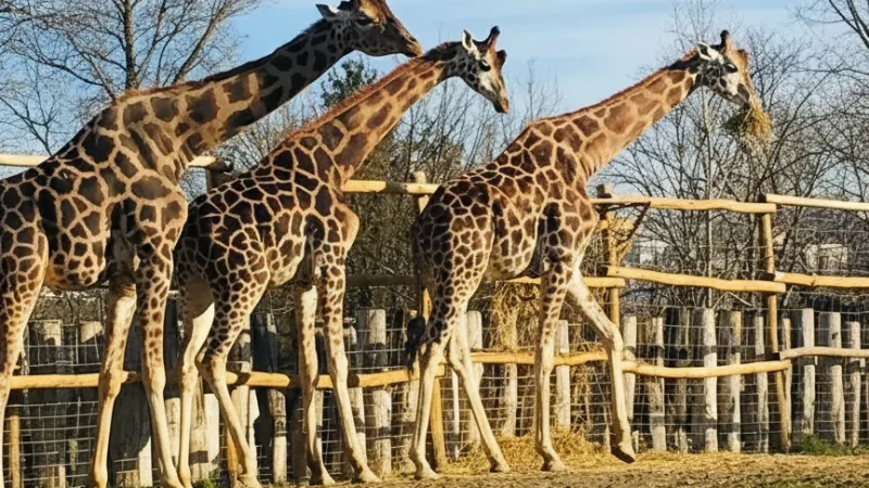 10) Xantus János Zoo(5)