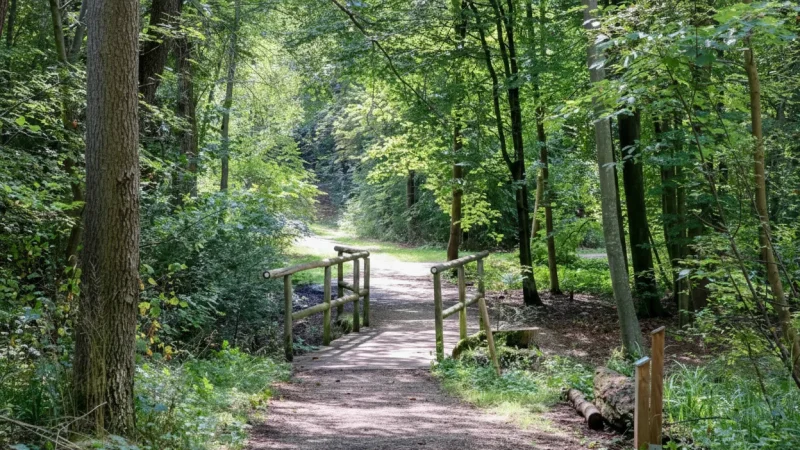 10. Naturpark Westliche Wälder(3)