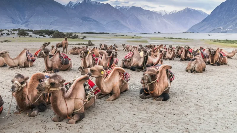 10. Nubra Valley – A scenic valley with sand dunes_(5)