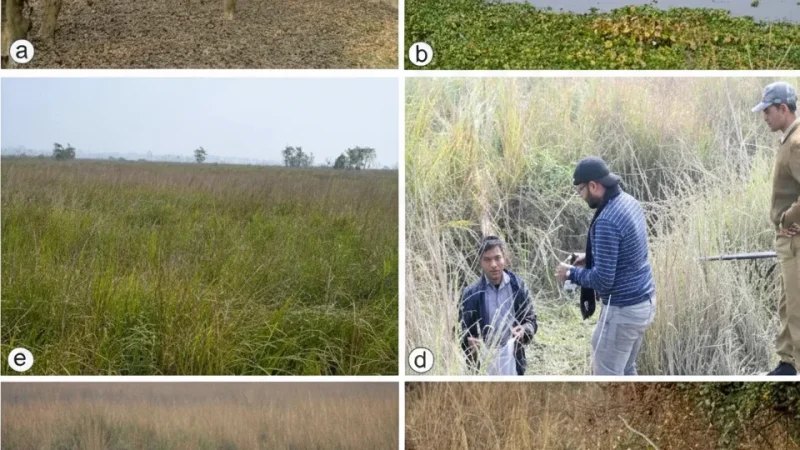 10. Pobitora Wildlife Sanctuary(2)