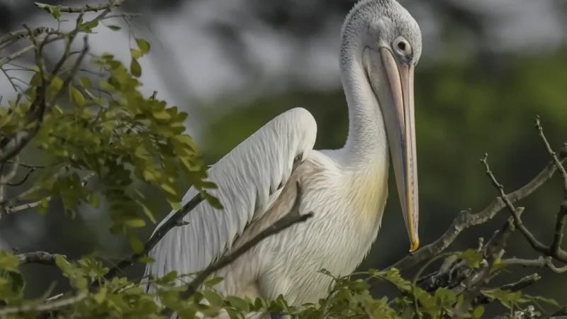 10. Ranganathittu Bird Sanctuary – A bird reserve near Mysuru_(1)