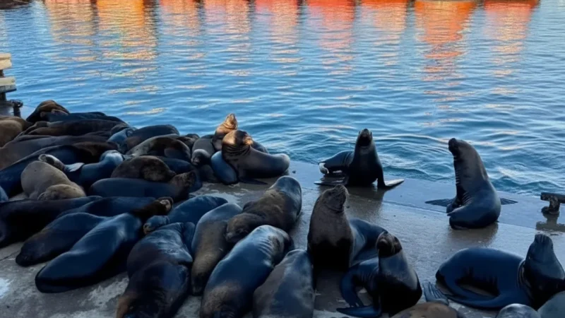 10. Sea Lion Monument – Iconic coastal statue(1)