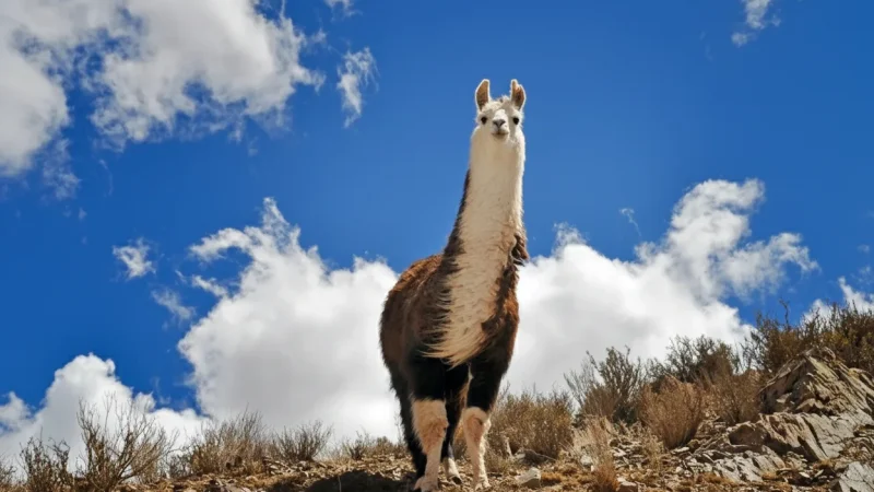 10. Wildlife Observation Areas(5)