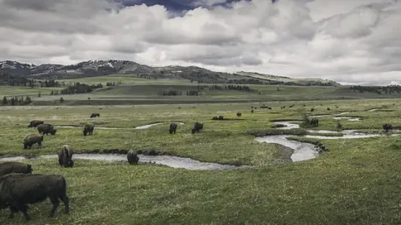 10_Lamar_Valley(1)