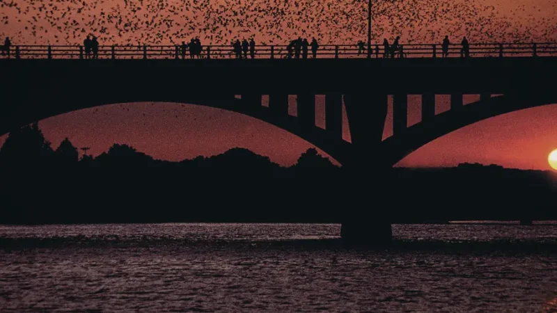 11) Austin Bats at Congress Avenue Bridge(2)