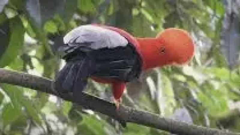 11 Birdwatching Areas – Natural habitats(3)