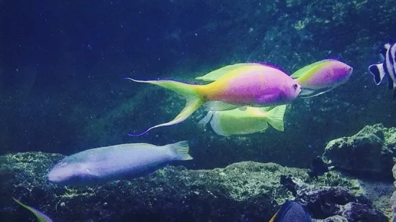 11) Blue Reef Aquarium(4)