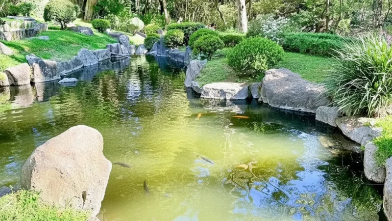 11) Bosque Los Colomos(2)