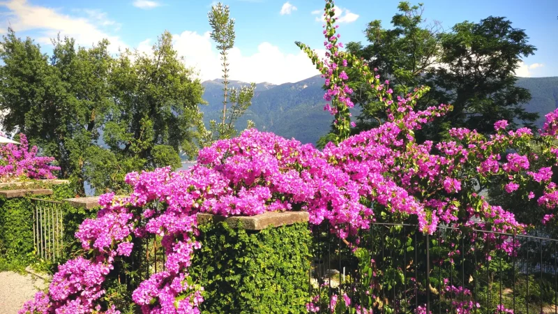 11 Botanical Areas(1)