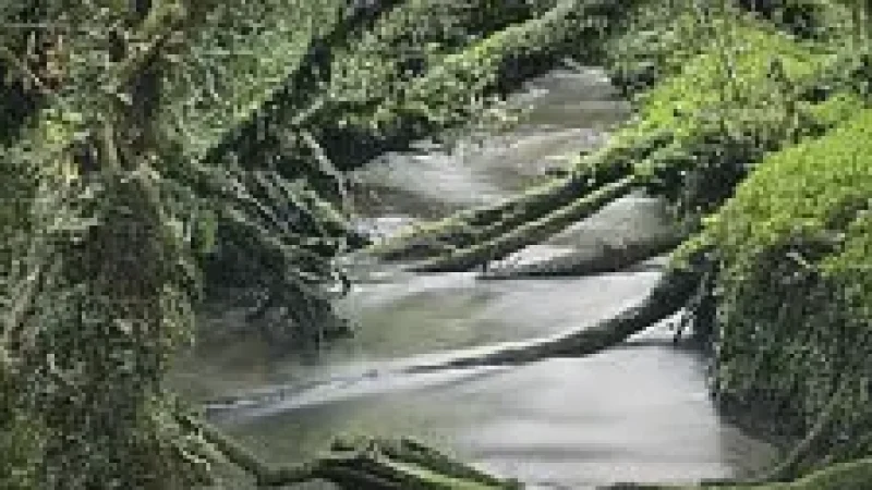 11) Dense Forest Zones(1)