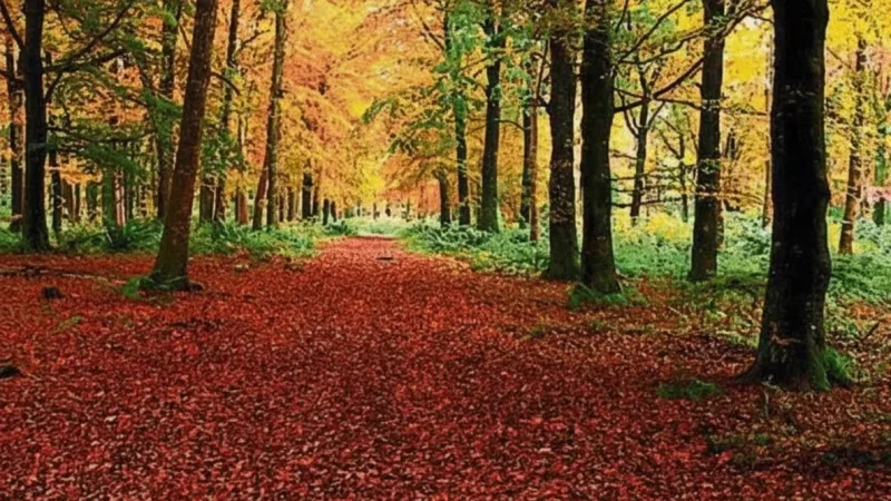11) Donadea Forest Park(2)