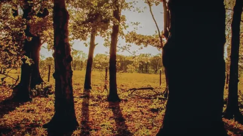 11) Golden Acre Park(3)