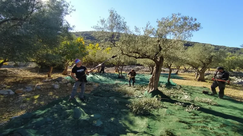 Local Olive Groves