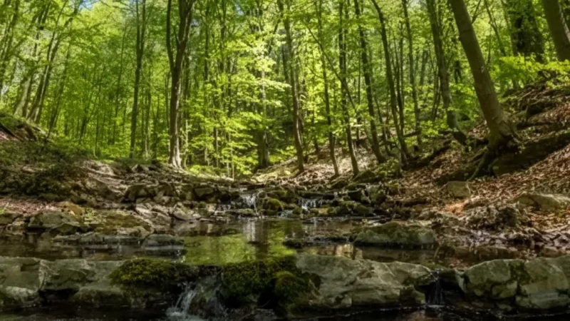 11) Mecsek Hills Viewpoints(1)