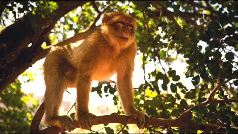 11) Monkey Viewing Areas(3)