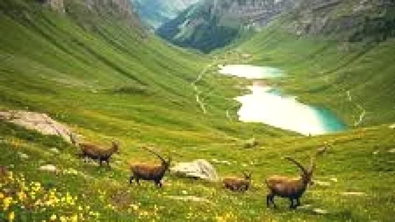 11 Mountain Meadows(4)
