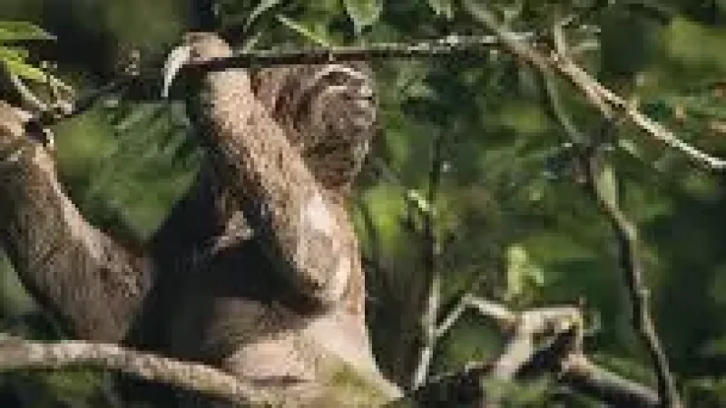 11 Night Wildlife Areas ‒ Evening nature sounds(5)