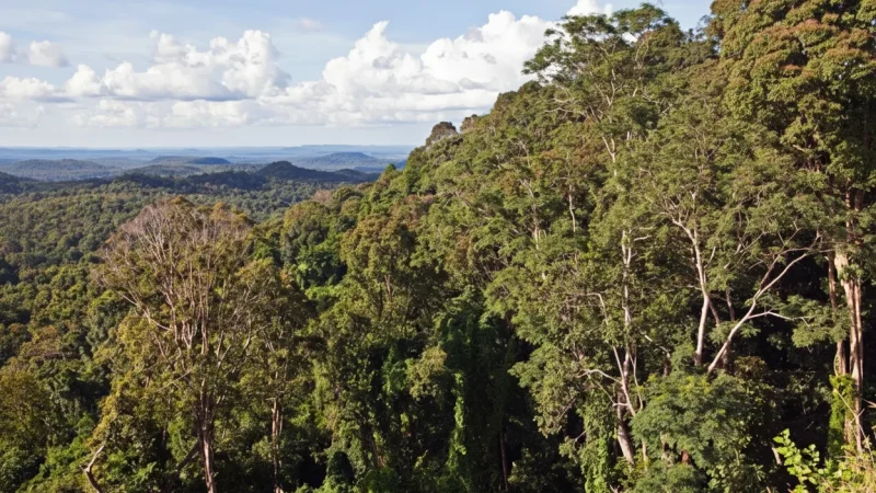 11 Photography Points – Forest and wildlife views(6)