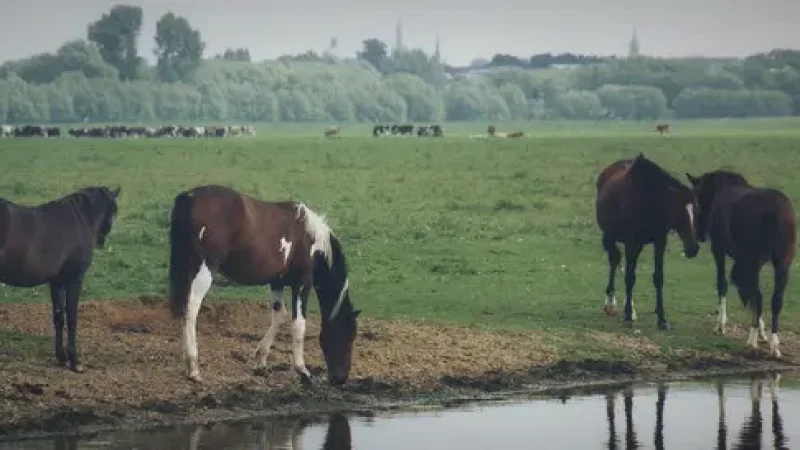 11) Port Meadow(3)