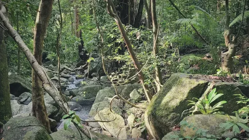 11) Redang Island Forest Trail(5)