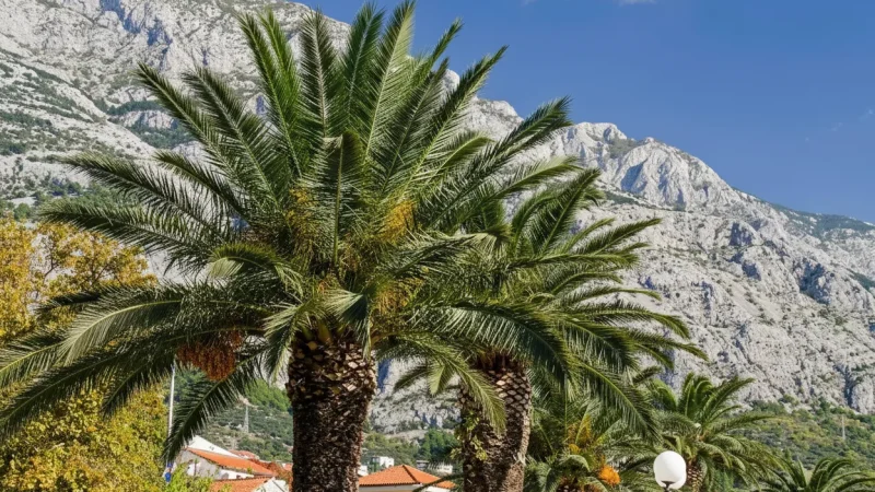 Seafront Promenade Rabac