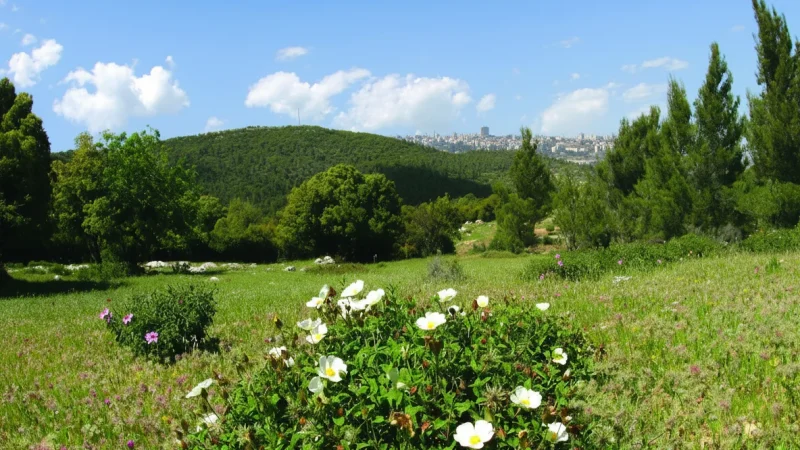11) Seasonal Flower Fields(5)