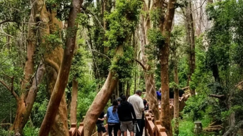 11 Short Boardwalk Trails – Easy walks(4)