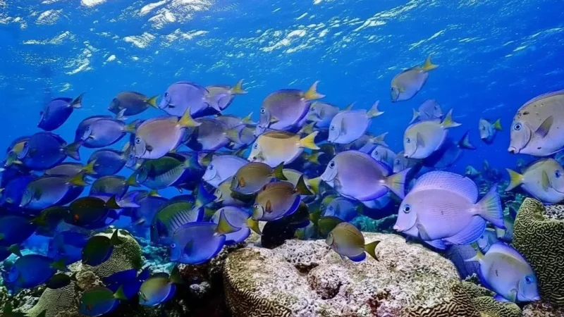 11) Snorkeling Areas(4)