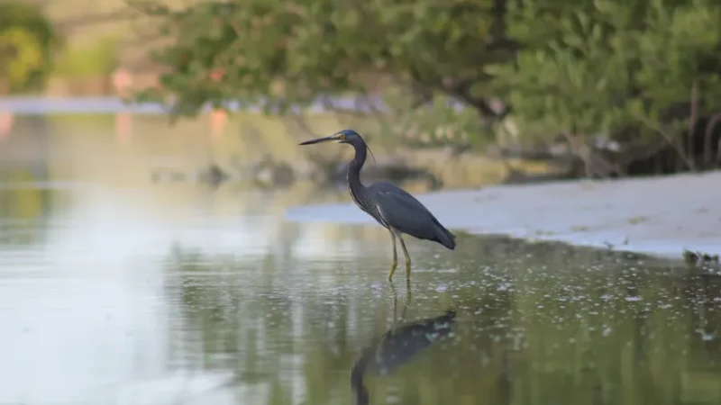 11) Sunrise Viewpoints(1)