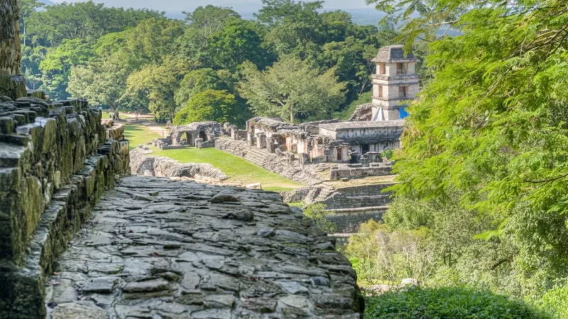 11) Surrounding Rainforest(5)