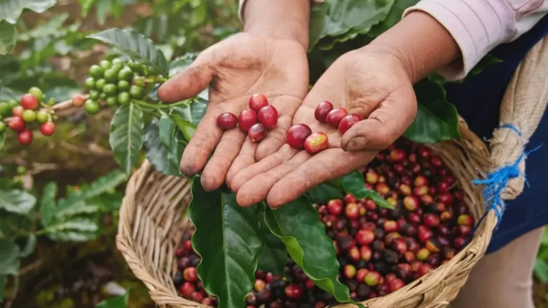 11. Coffee Plantations(3)