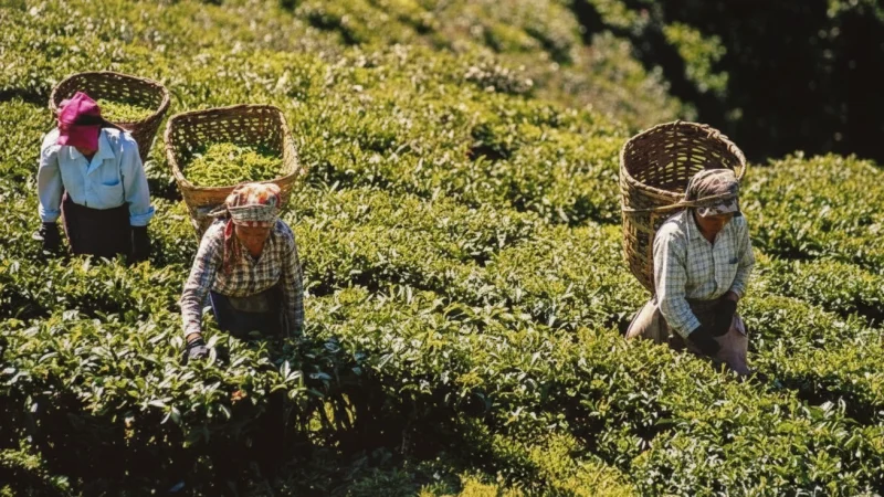 11. Happy Valley Tea Estate(1)