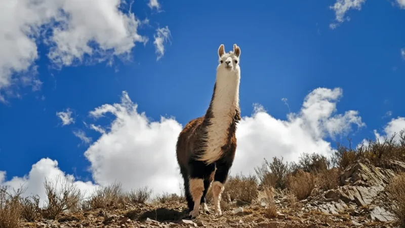 11. Mountain Wildlife Areas – Native species(5)