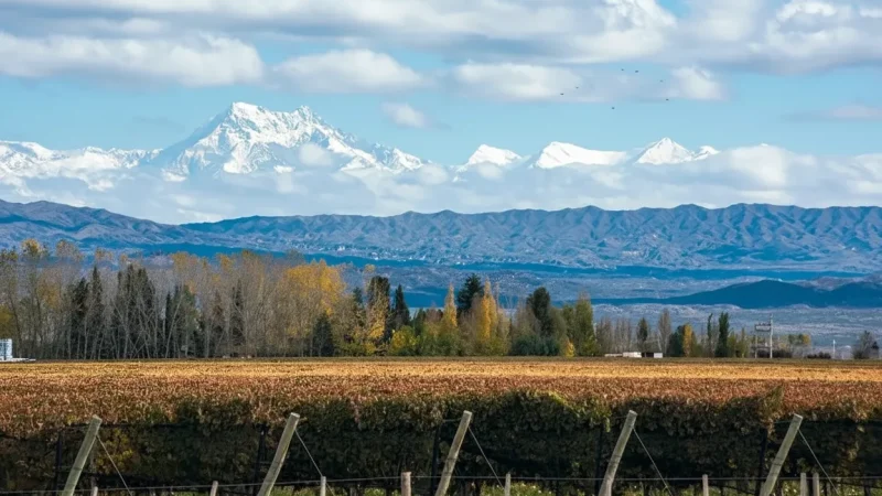 11. Vineyard Viewpoints – Open landscape views(2)