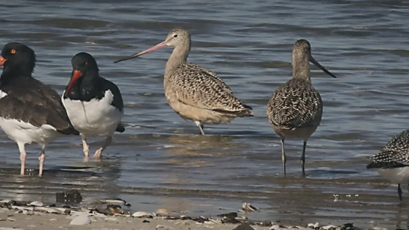 11_Jamaica_Bay_Wildlife_Refuge(5)