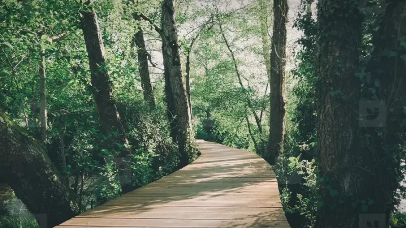 11_Wooden_Boardwalks(1)