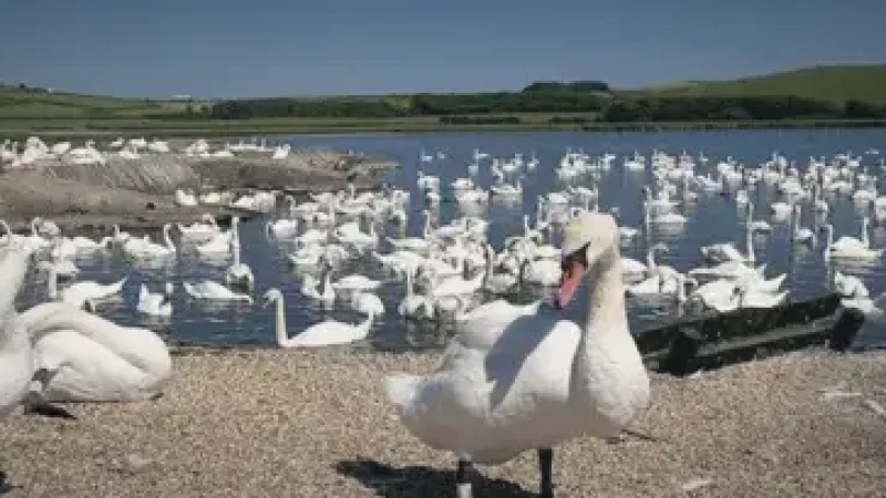 12) Abbotsbury Swannery(1)