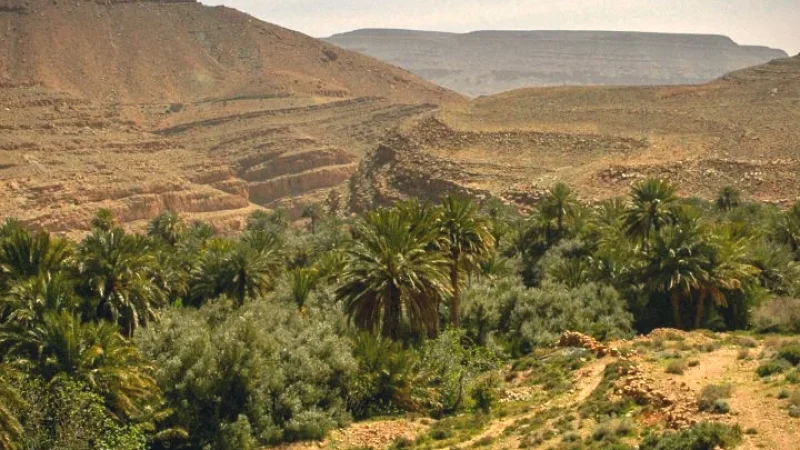 12) Agricultural Plains(1)