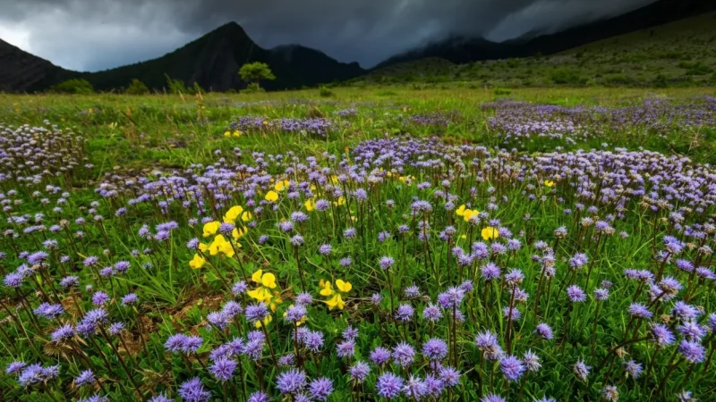 12) Alpine Meadows(2)