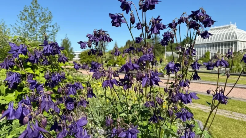 12 Botanical Garden ‒ Greenhouse and outdoor gardens(4)