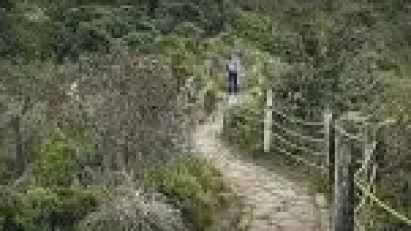 12 Forest Edge Walks – Quiet nature paths(6)