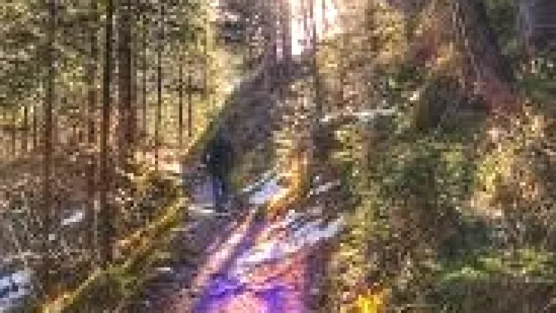 12 Forest Paths(3)