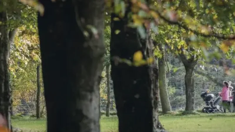 12) Gosford Forest Park(1)