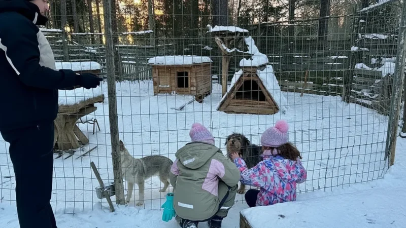 12 Husky Experience Points ‒ Dog sled demonstrations(3)